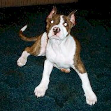 Tomlinsons Choppers Ruger Pit Bull.jpg